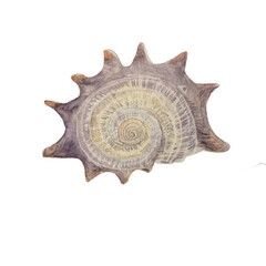 Watercolor shell isolated on white