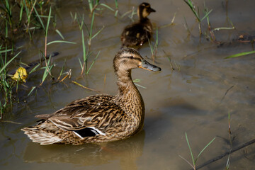 Adult female mallard standing on alert with her duckling