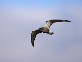 Black tern (Chlidonias niger)