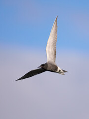 Black tern (Chlidonias niger)