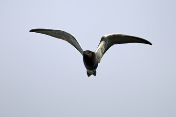 Black tern (Chlidonias niger)