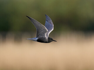 Black tern (Chlidonias niger)