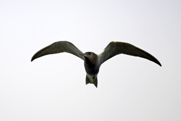 Black tern (Chlidonias niger)
