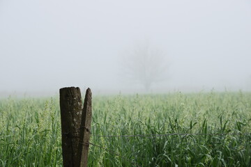 Un campo con neblina de mañana. 
Se ve un poste y de fondo el cultivo con neblina, mucho más atrás un árbol. 