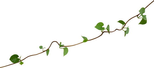 Obraz na płótnie Canvas Vine plant, Branch creeper leaf green, Liana tropical nature.