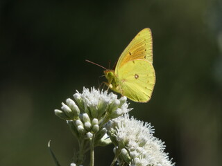 Mariposa amarilla - anaranjada - verde posada sobre unas flores blancas. 
Isoca de la alfalfa, Colias lesbia.