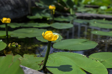 Flower yellow brandy-botte (nuphar lutea, water lily)