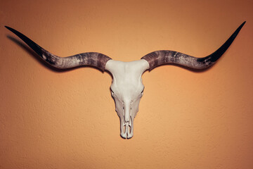 Texas Longhorn skull hanging on a wall - 668222524