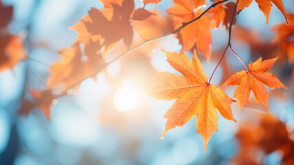 Fototapeta premium Beautiful maple leaves in autumn sunny day background