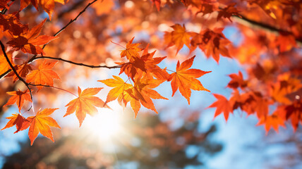 Beautiful maple leaves in autumn sunny day background