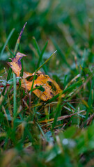 Fallen autumn leaf on the ground during the rain