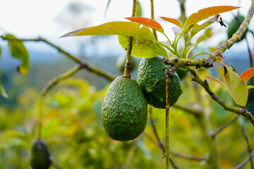 avocados on tree