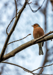 Chaffinch (Fringilla coelebs) Spotted Outdoors
