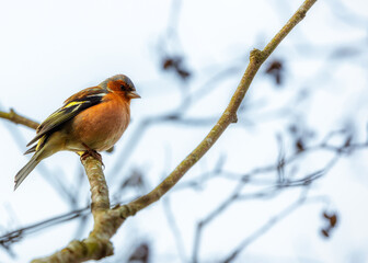 Chaffinch (Fringilla coelebs) Spotted Outdoors