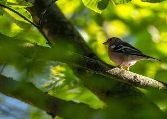 Chaffinch (Fringilla coelebs) Spotted Outdoors