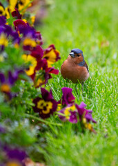 Chaffinch (Fringilla coelebs) Spotted Outdoors
