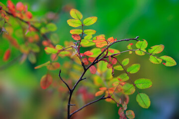 Colorful autumn leaves in the garden