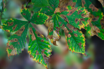 Colorful autumn leaves in the garden