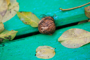 Nut lying on green bench