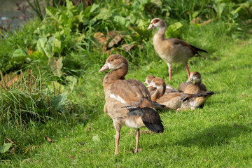 Portrait of a young Nile goose (Alopochen aegyptiaca) with his resting family in the background