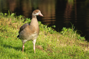 Naklejka na ściany i meble A young Nile goose (Alopochen aegyptiaca) walks along the shore of a pond