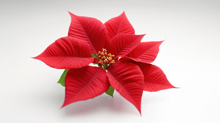 Obraz premium a Poinsettias flower isolated on white background.