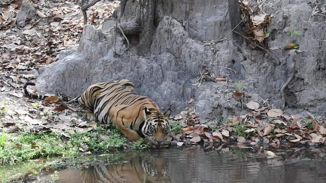 A mother tigeress relaxing in the shadows of tree with her cubs playing nearby inside Pench Tiger Reserve during a wildlife safari