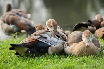 Fototapeten Goslings of Egyptian geese (Alopochen aegyptiaca) resting on the shore of the lake © ptashkan