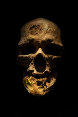 crâne de notre ancêtre