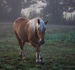 Fototapeta premium cheval comtois