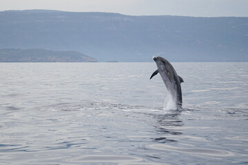 Delfin beim Sprung © Oliver