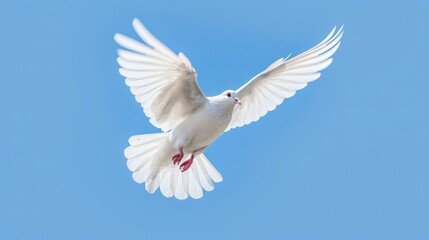 Obraz premium White dove or pigeon with outstretched wings on blue sky