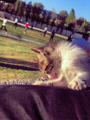 Joyful romp and roll of playful kittens, capturing their boundless energy and adventurous spirit