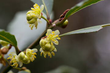close up Blossom of Laurus nobilis plant, Laurus azorica, aromatic and medicinal plant