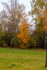 Yellowed tree in autumn park