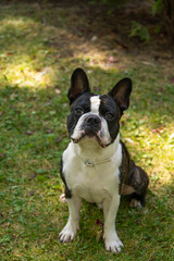 Beautiful purebred Boston Terrier posing in a garden. Boston Terrier waiting for treats. Portrait of cute awaiting black and white young male boston terrier dog