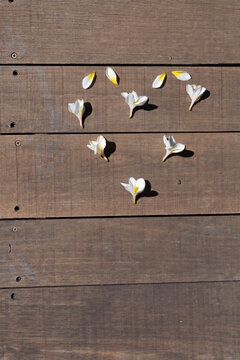 Heart of flowers, Cora&ccedil;&atilde;o de flores, flower on wooden background, Plumeria, frangipani, jasmim manga, Valentine's Day