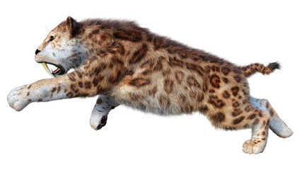 3D Rendering Sabertooth Tiger on White