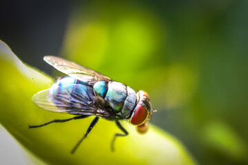fly on leaf