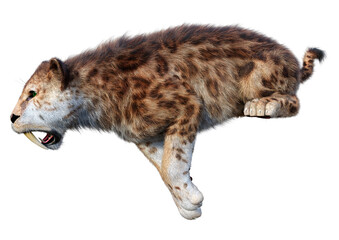 3D Rendering Sabertooth Tiger on White