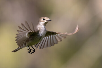 European pied flycatcher 
