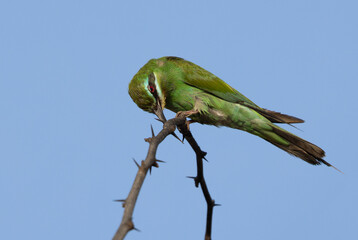 Blue-cheeked bee-eater rubbing its bill on the tree branch