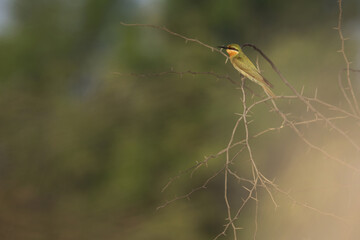 Blue-cheeked bee-eater perched on acacia tree with foregorund blur