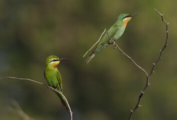 A pair of Blue-cheeked bee-eater on green at Jasra, Bahrain