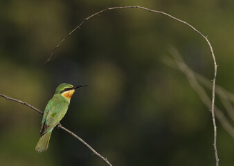 Blue-cheeked bee-eater perched on acacia tree at Jasra, Bahrain