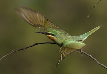 Blue-cheeked bee-eater takeoff at Jasra, Bahrain
