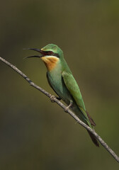 Blue-cheeked bee-eater perched on acacia tree with open mouth