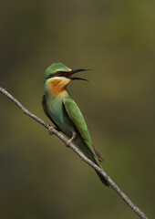 Blue-cheeked bee-eater perched on acacia tree with open mouth