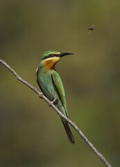 Blue-cheeked bee-eater perched on acacia tree and a bee flying nearby