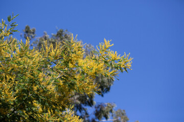 yellow splendid mimosa on tree close-up, selective focus. spring background of white acacia flowers